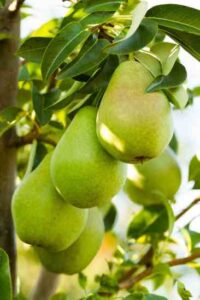Canning Pears: Halved or Sliced Image